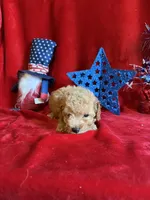 Murray, a male Poodle - Toy  for sale in Lewisburg, WV – 3 of 10