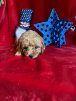 Madison, a female Poodle - Toy  for sale in Lewisburg, WV – 4 of 10