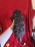Bill, a male Poodle - Toy  for sale in Lewisburg, WV – 10 of 10
