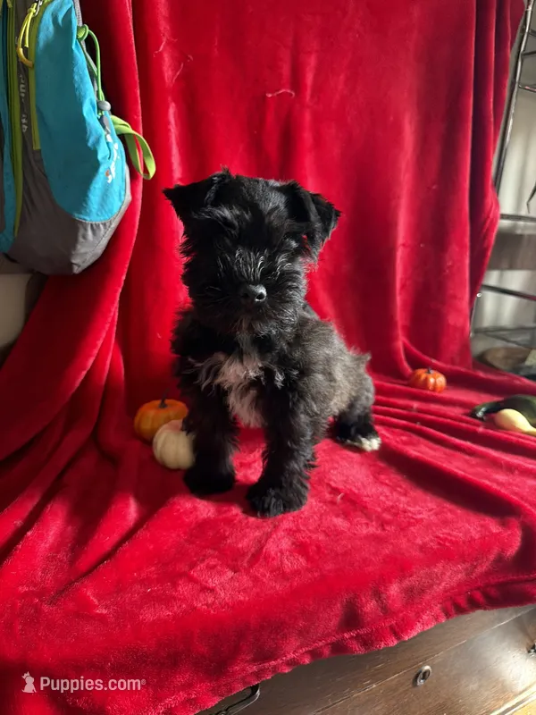 Colt – Miniature Schnauzer puppy for sale in Lewisburg, WV