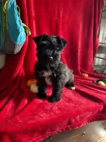 Colt, a male Miniature Schnauzer for sale in Lewisburg, WV – 1 of 10