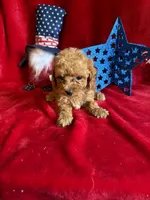 Madison, a female Poodle - Toy  for sale in Lewisburg, WV – 7 of 10