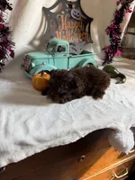 Carter, a male Aussiedoodle for sale in Lewisburg, WV – 6 of 10