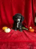 Dylan, a male Poodle - Toy  for sale in Lewisburg, WV – 3 of 9