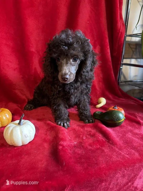 Bill – Poodle - Toy  puppy for sale in Lewisburg, WV