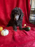 Bill, a male Poodle - Toy  for sale in Lewisburg, WV – 1 of 10
