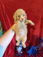 Leo, a male Poodle - Toy  for sale in Lewisburg, WV – 8 of 9