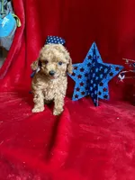 Mae, a female Poodle - Toy  for sale in Lewisburg, WV – 2 of 10