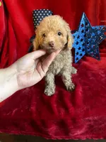 Leo, a male Poodle - Toy  for sale in Lewisburg, WV – 2 of 9