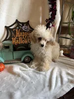 Anne, a female Poodle - Toy  for sale in Lewisburg, WV – 3 of 10