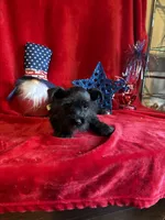 Mia, a female Miniature Schnauzer for sale in Lewisburg, WV – 8 of 10
