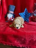 Murray, a male Poodle - Toy  for sale in Lewisburg, WV – 5 of 10