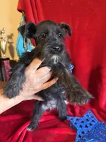 Mia, a female Miniature Schnauzer for sale in Lewisburg, WV – 10 of 10