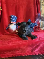 Mia, a female Miniature Schnauzer for sale in Lewisburg, WV – 6 of 10