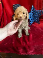 Leo, a male Poodle - Toy  for sale in Lewisburg, WV – 4 of 9