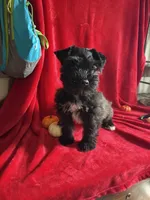 Colt, a male Miniature Schnauzer for sale in Lewisburg, WV – 5 of 10