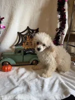 Anne, a female Poodle - Toy  for sale in Lewisburg, WV – 6 of 10