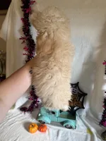 Danny, a male Poodle - Toy  for sale in Lewisburg, WV – 8 of 10