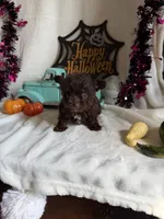 Kimber, a female Aussiedoodle for sale in Lewisburg, WV – 9 of 10