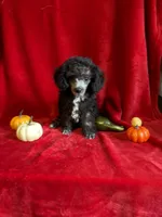 Dylan, a male Poodle - Toy  for sale in Lewisburg, WV – 6 of 9