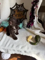 Kayla, a female Aussiedoodle for sale in Lewisburg, WV – 7 of 10