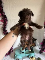 Carter, a male Aussiedoodle for sale in Lewisburg, WV – 10 of 10