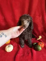 Bill, a male Poodle - Toy  for sale in Lewisburg, WV – 6 of 10