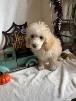 Danny, a male Poodle - Toy  for sale in Lewisburg, WV – 5 of 10
