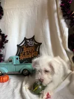 Kaley, a female Miniature Schnauzer for sale in Lewisburg, WV – 3 of 10