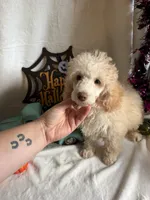 Danny, a male Poodle - Toy  for sale in Lewisburg, WV – 3 of 10