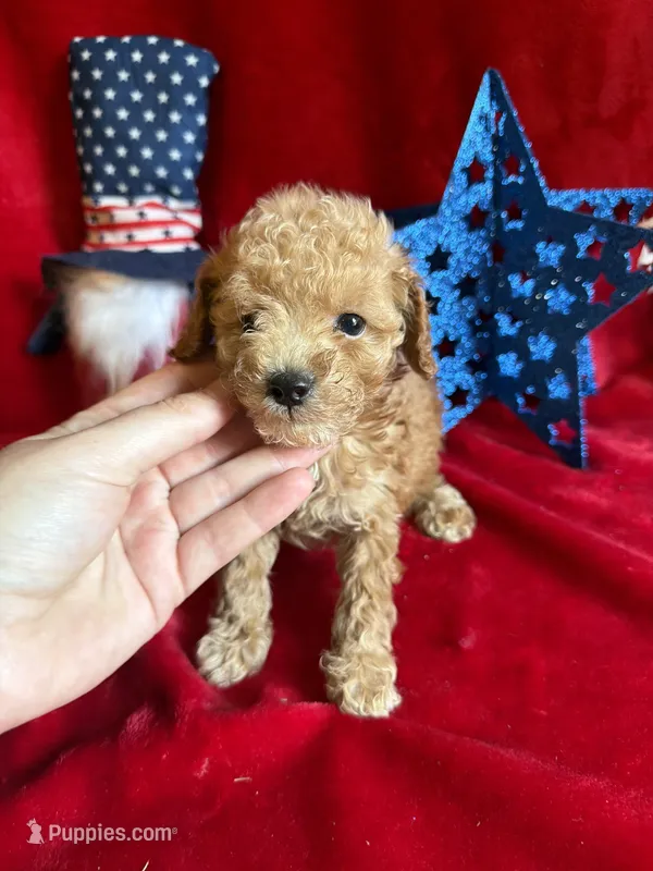 Murray – Poodle - Toy  puppy for sale in Lewisburg, WV