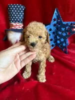 Murray, a male Poodle - Toy  for sale in Lewisburg, WV – 1 of 10