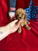 Madison, a female Poodle - Toy  for sale in Lewisburg, WV – 3 of 10
