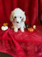 Cameron, a male Poodle - Toy  for sale in Lewisburg, WV – 6 of 10