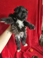 Colt, a male Miniature Schnauzer for sale in Lewisburg, WV – 7 of 10