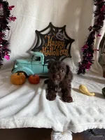 Kayla, a female Aussiedoodle for sale in Lewisburg, WV – 4 of 10