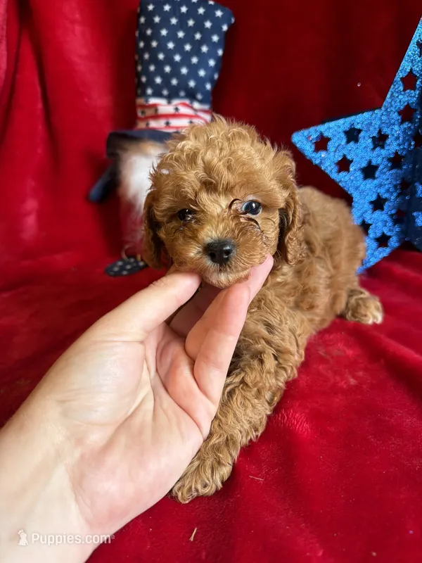 Madison – Poodle - Toy  puppy for sale in Lewisburg, WV