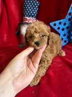 Madison, a female Poodle - Toy  for sale in Lewisburg, WV – 1 of 10