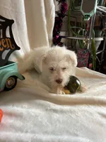 Kaley, a female Miniature Schnauzer for sale in Lewisburg, WV – 9 of 10