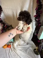 Belle, a female Poodle - Toy  for sale in Lewisburg, WV – 10 of 10