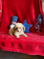 Lyla, a female Poodle - Toy  for sale in Lewisburg, WV – 9 of 10