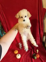 Anne, a female Poodle - Toy  for sale in Lewisburg, WV – 7 of 10