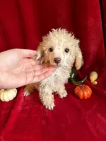 Cameron, a male Poodle - Toy  for sale in Lewisburg, WV – 7 of 10