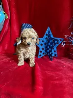 Mae, a female Poodle - Toy  for sale in Lewisburg, WV – 7 of 10
