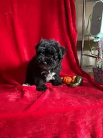 Caleb , a male Miniature Schnauzer for sale in Lewisburg, WV – 3 of 10