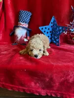 Murray, a male Poodle - Toy  for sale in Lewisburg, WV – 4 of 10