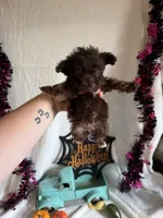 Kimber, a female Aussiedoodle for sale in Lewisburg, WV – 5 of 10