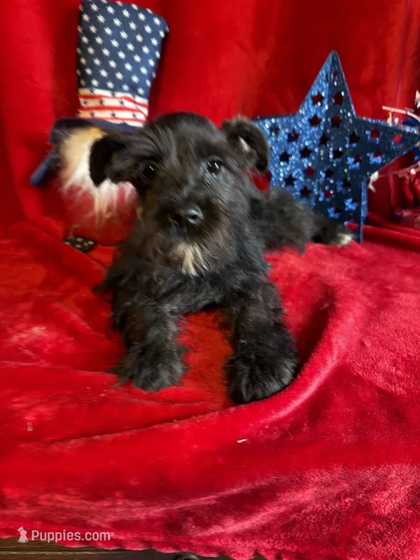 Mia – Miniature Schnauzer puppy for sale in Lewisburg, WV