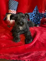Mia, a female Miniature Schnauzer for sale in Lewisburg, WV – 1 of 10