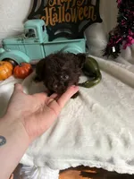 Kimber, a female Aussiedoodle for sale in Lewisburg, WV – 2 of 10